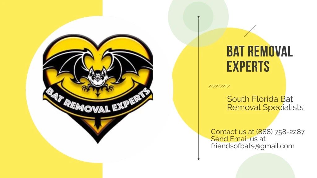 bat removal experts