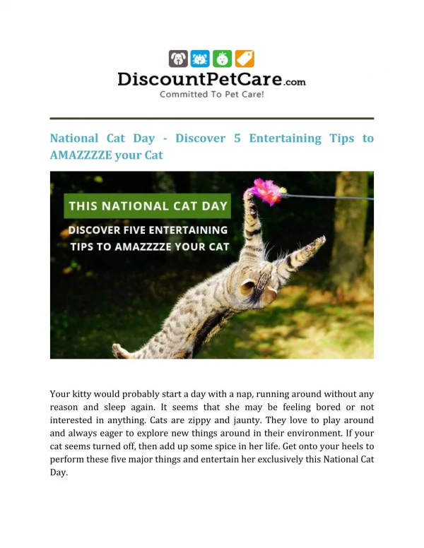 National Cat Day – Discover 5 Entertaining Tips to AMAZZZZE your Cat