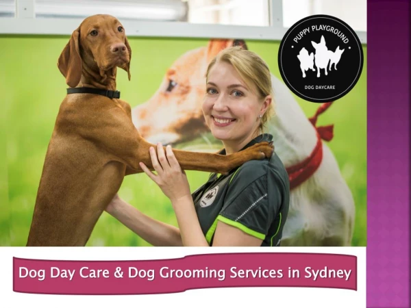 Dog Daycare and Boarding Sydney – Puppy Playground