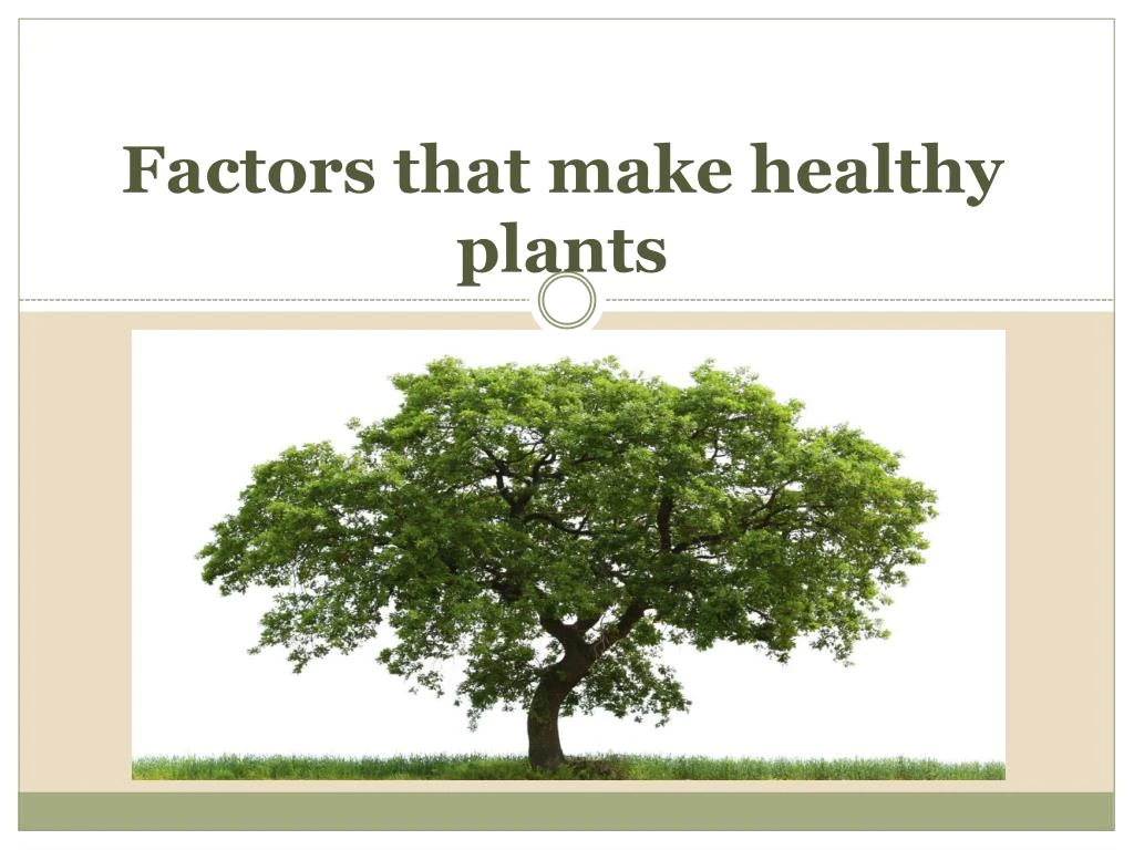 factors that make healthy plants