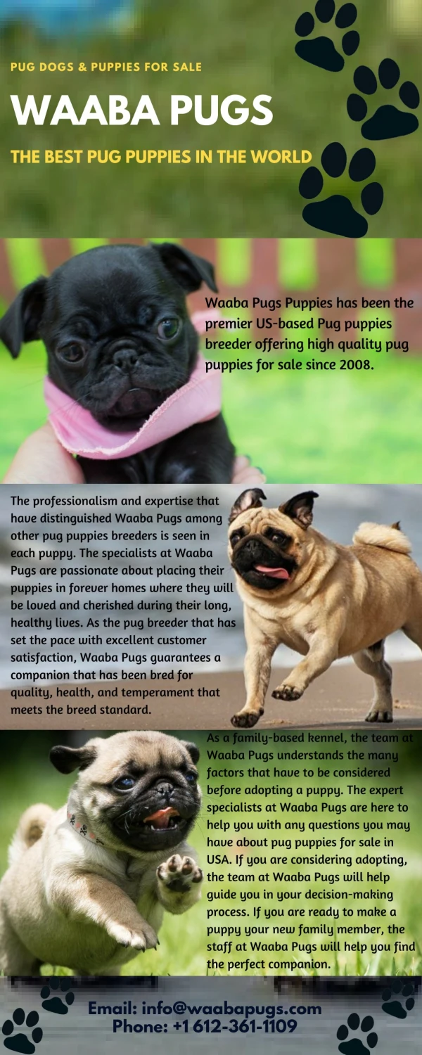 Waaba Pugs - Waabapugs Dogs & Puppies for Sale