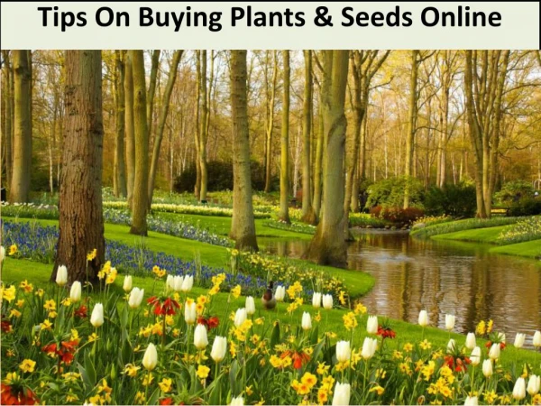 Tips On Buying Plants & Seeds Online