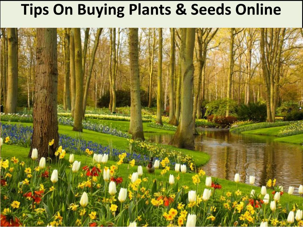 tips on buying plants seeds online
