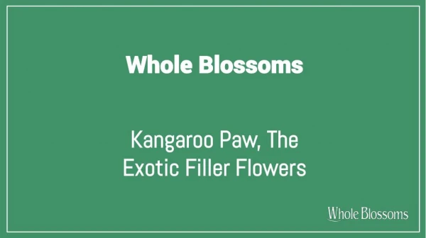 Exotic Kangaroo Paw Flower for Flower Arrangements