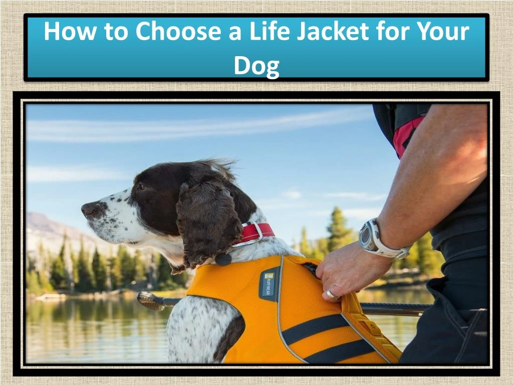 how to choose a life jacket for your dog