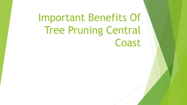 Important Benefits Of Tree Pruning Central Coast