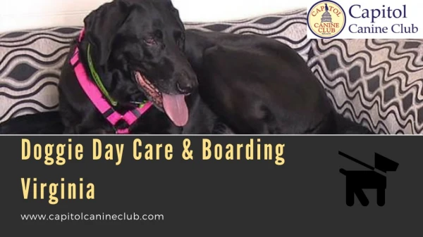 Doggie Day Care & Boarding McLean VA