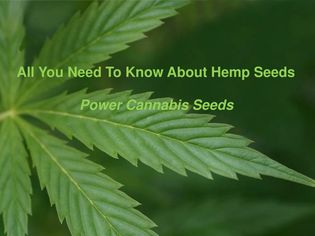 all you need to know about hemp seeds
