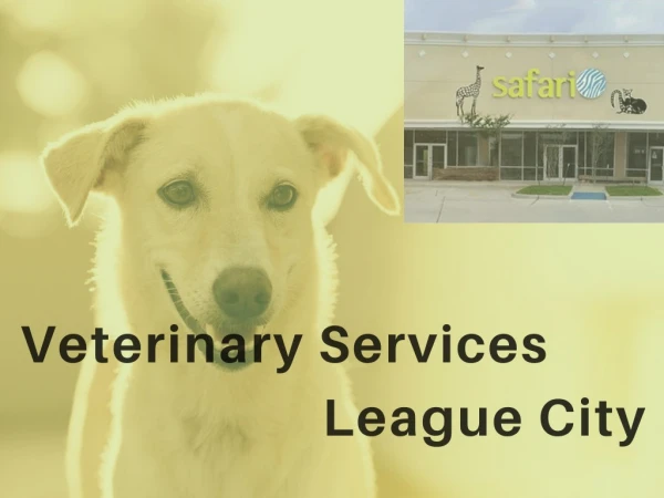Acupuncture Therapy for your pet's health and wellness - Safari Vet, League City, TX