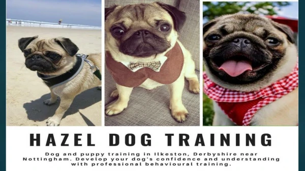 Puppy Training Ilkeston