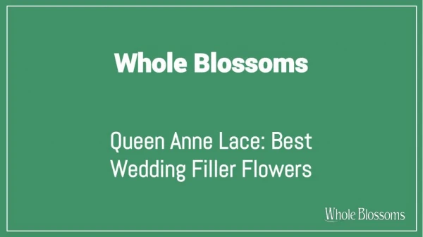 Get the Best Queen Anne's Lace Wedding Filler Flowers