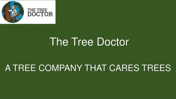 Tree Pruning Services in Sydney | The Tree Doctor