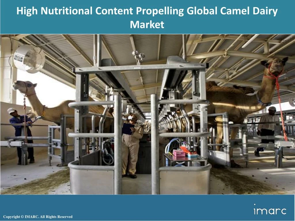 high nutritional content propelling global camel