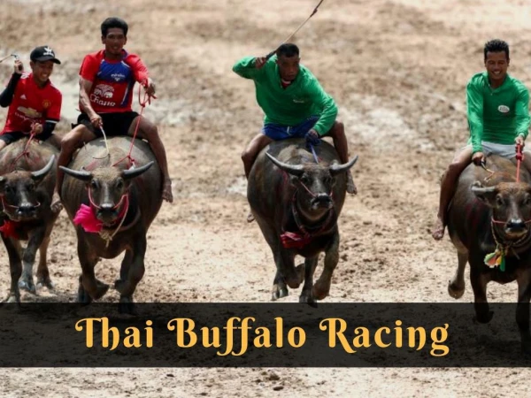 Thai buffalo racing