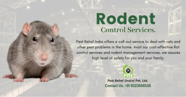 Rat Control Services in Mumbai