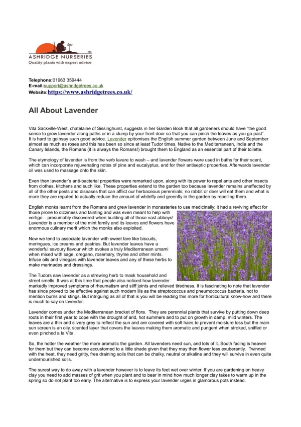 The History of Lavender (and its Types)
