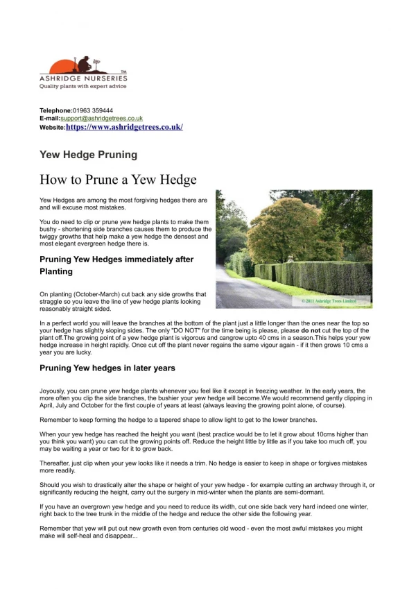 How to Prune a Yew Hedge