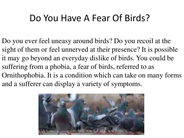 Do You Have A Fear Of Birds?