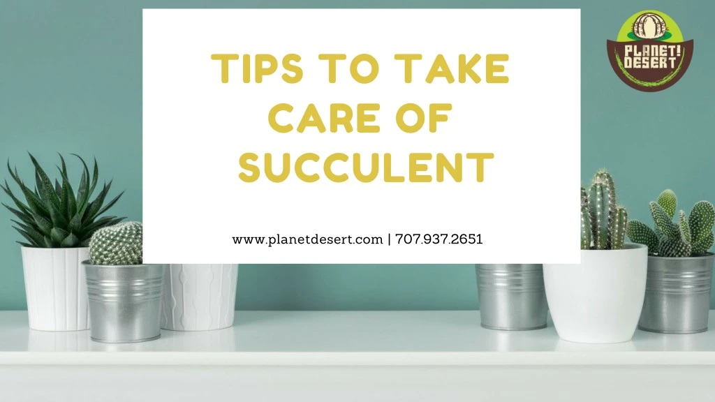 tips to take care of succulent