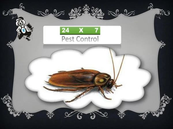 Effective Pest Control Services In Noida