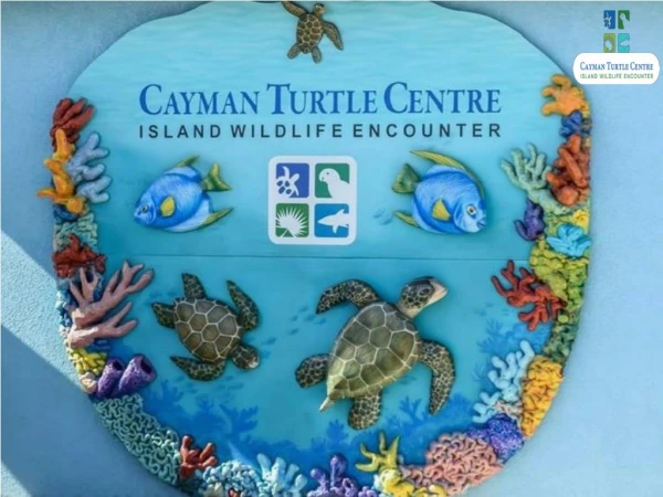 Visit The Largest Land-based Tourist Attraction In The Cayman Islands