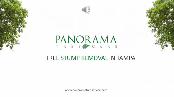 Tree Stump Removal in Tampa - Panorama Tree Service