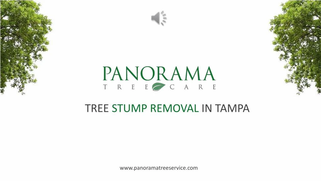 tree stump removal in tampa