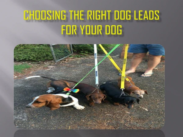 How to Choose Right Dog Leads | Friendly Dog Collars