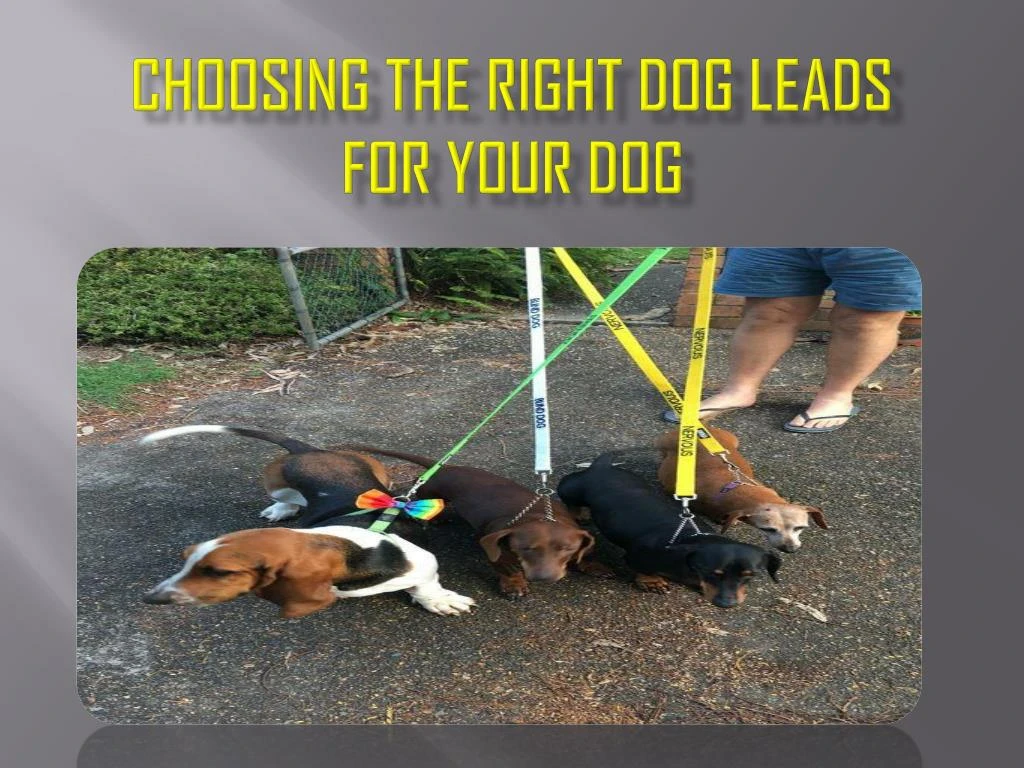 choosing the right dog leads for your dog