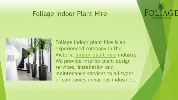 Foliage Indoor Plant HIre