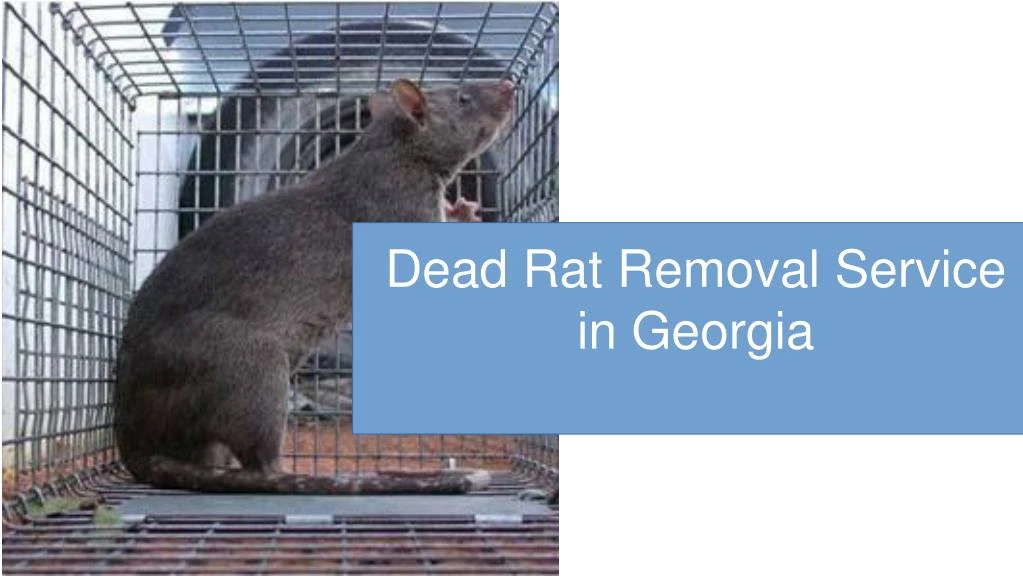 dead rat removal service in georgia