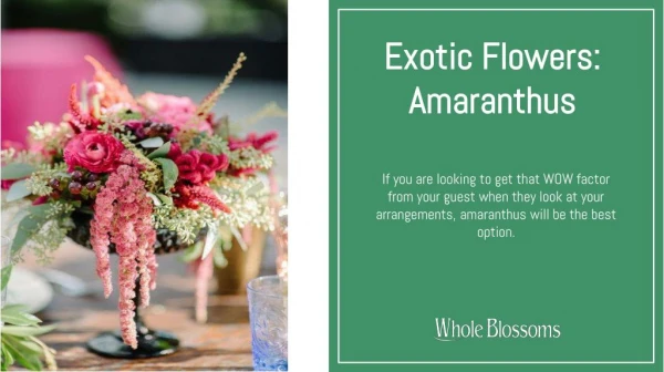 Find out exotic amaranth flower at wholesale prices