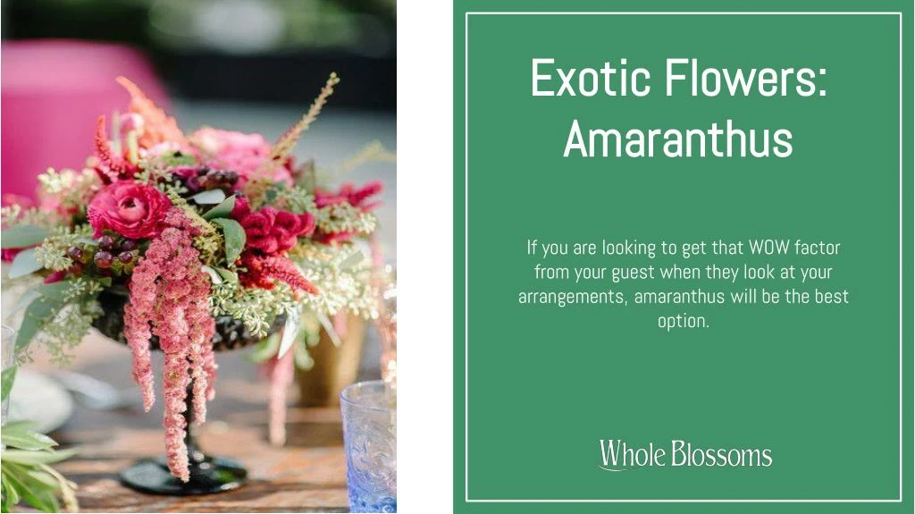exotic flowers amaranthus