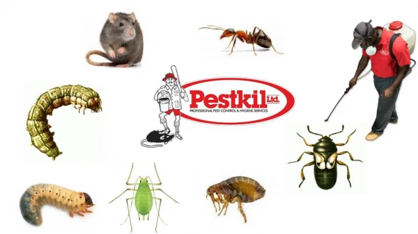 Innovative Solutions For Commercial Pest Problems In Grand Cayman