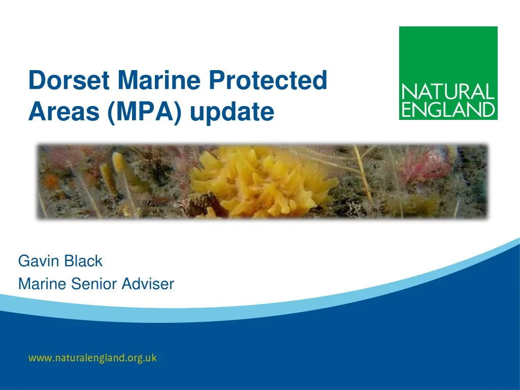 dorset marine protected areas mpa update