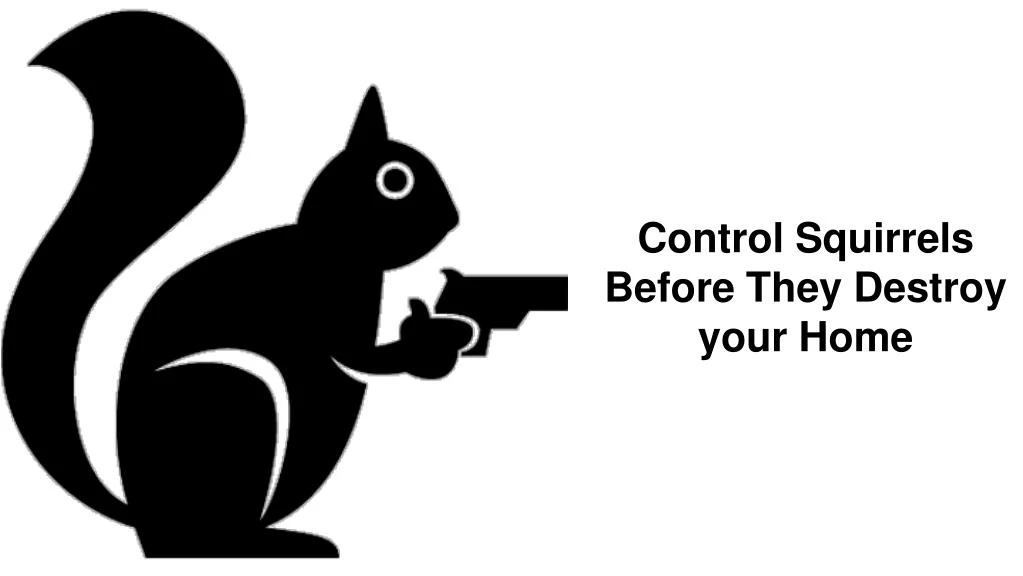 control squirrels before they destroy your home