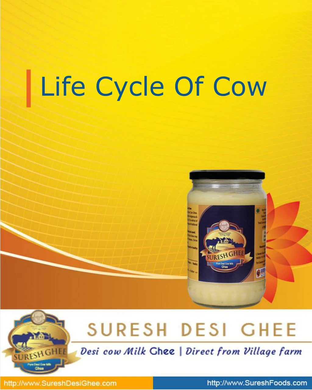 life cycle of cow