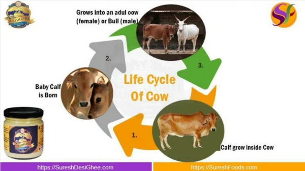 SureshDesiGhee - Life Cycle Of Cow
