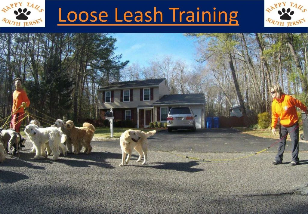 loose leash training