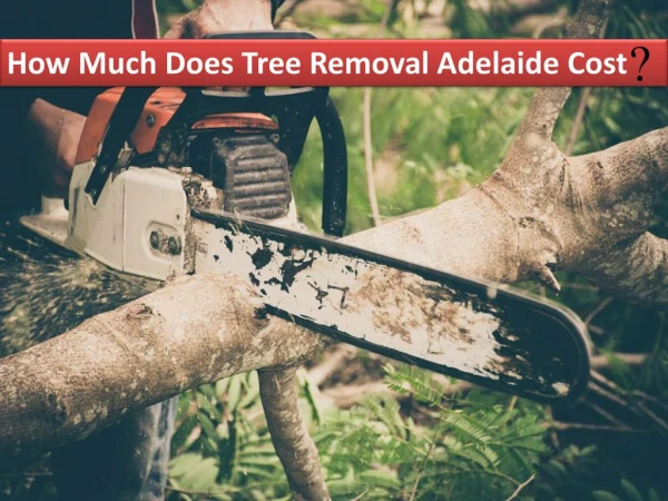 How Much Does Tree Removal Adelaide Cost?