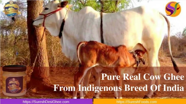 Pure Real Cow Ghee From Indigenous Breed Of India -SureshDesiGhee