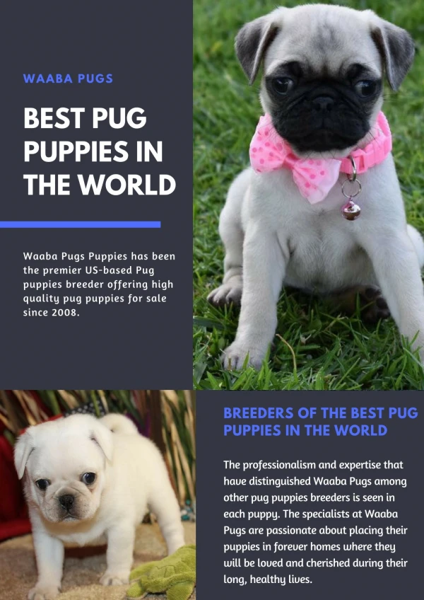 Waaba-Pugs puppy breeder _ Waabapugs puppy breeder