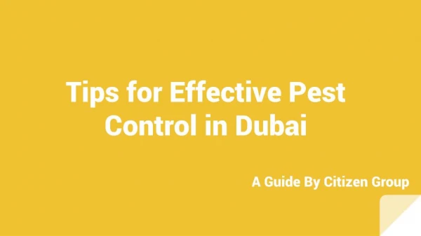 Professional Pest Control Services in Dubai | Citizen Group of Companies