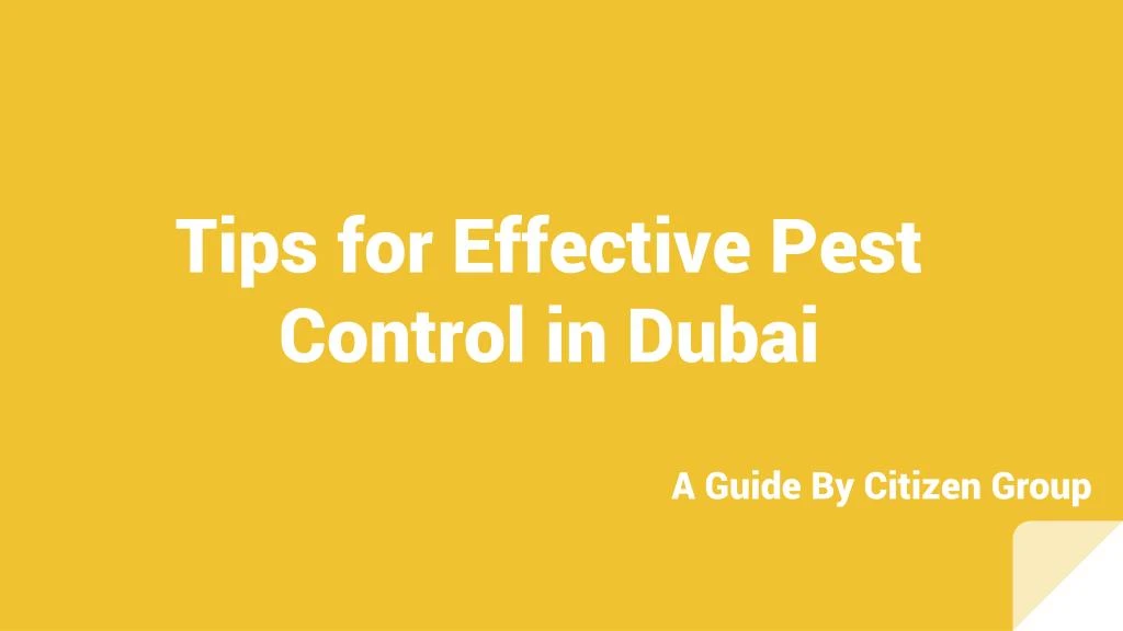 tips for effective pest control in dubai