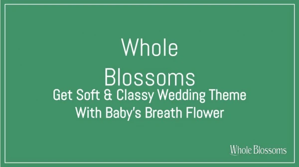 Get Soft & Classy Wedding Theme with Baby's Breath(Gypsophila) Flower