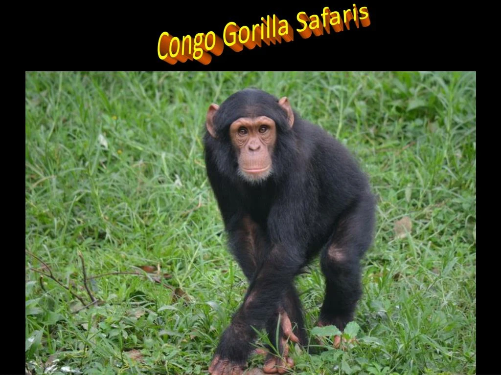 congo gorilla safaris