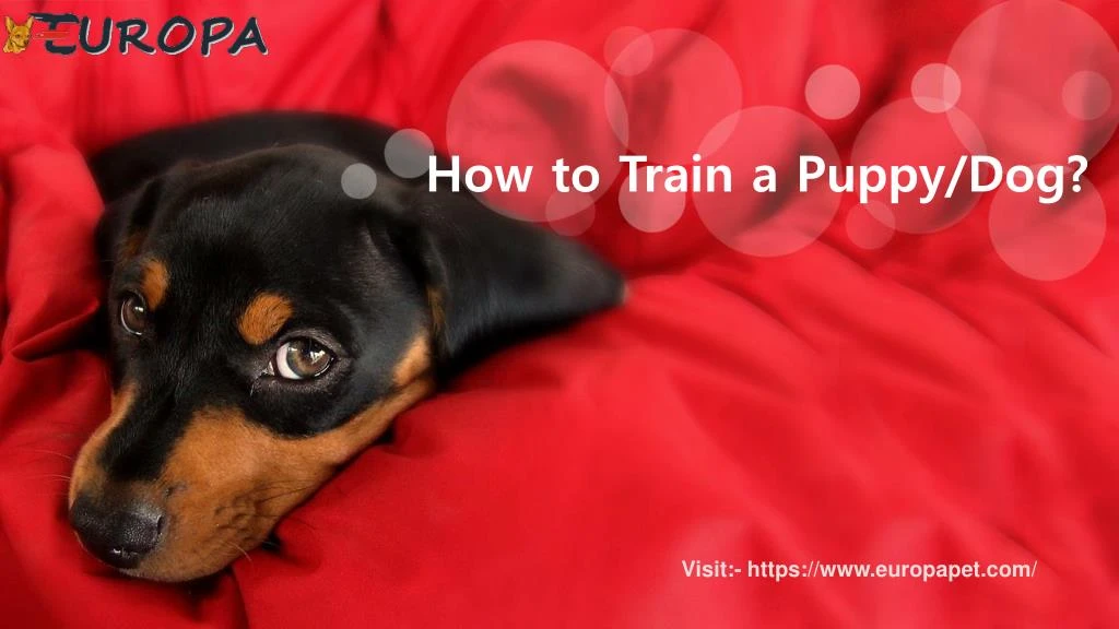 how to train a puppy dog