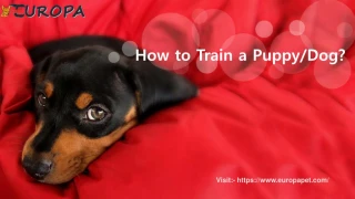How to Train a Puppy