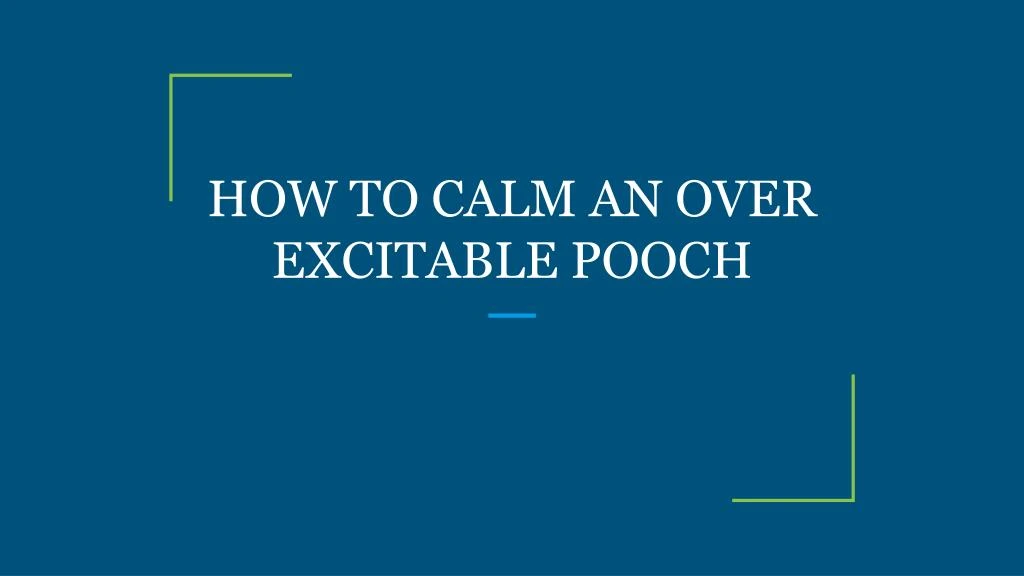 how to calm an over excitable pooch