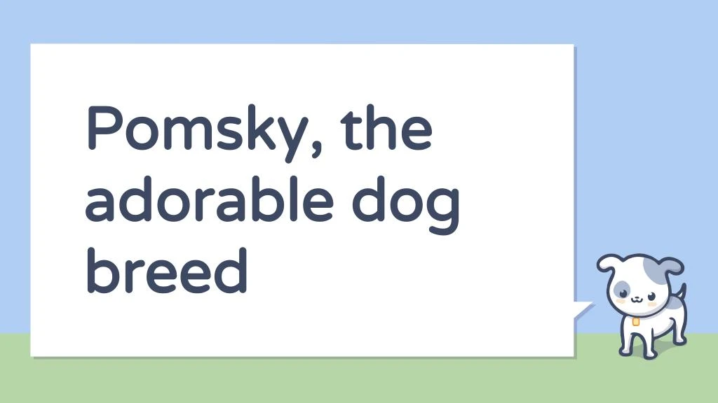 pomsky the adorable dog breed
